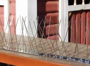 Stainless Steel Bird Spikes
